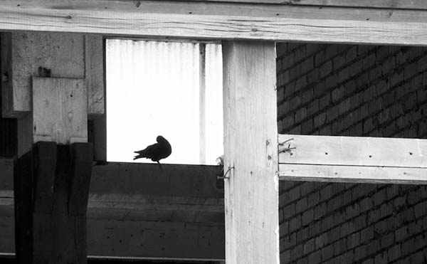 Read more about the article 7 Ways to Keep Birds Out of Your Warehouse